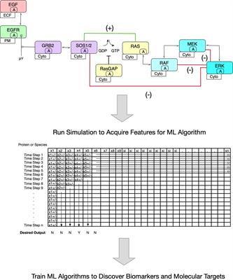 Capturing Biomarkers and Molecular Targets in Cellular Landscapes From Dynamic Reaction Network Models and Machine Learning